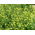Witte mosterd "Maryna" - 0,5 kg - 