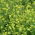 Witte mosterd "Maryna" - 0,5 kg - 