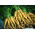 Morcov furajer "Lobo" - 200 g - 