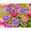 Tall duchess aster "Moonshine" - variety mix