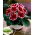 Gloxinia "Kaiser Friedrich" - κόκκινα λουλούδια με λευκό δαχτυλίδι - 
