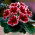 Gloxinia "Kaiser Friedrich" - κόκκινα λουλούδια με λευκό δαχτυλίδι - 