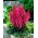 Astilbe "Montgomery" - Bordeauxrood; valse spirea - 