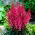 Astilbe "Montgomery" - Bordeauxrood; valse spirea - 