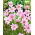 Cosmos roz deschis "Flamingo"