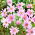 Cosmos roz deschis "Flamingo"