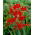 Crocosmia "Lucifer" - merah tua - 10 pcs; montbretia - 