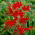 Crocosmia "Lucifer" - merah tua - 10 pcs; montbretia - 