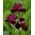 Iris "Morgenshow"; Bartiris - 
