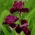 Iris "Morgenshow"; Bartiris - 