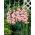 Gladiolus "Shocking" - 5 τεμ - 