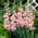 Gladiolus "Shocking" - 5 τεμ - 