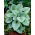 Siberische bugloss "Silver Wings" (Brunnera macrophylla) - 1 stuk; geweldig vergeet-mij-nietje, largeleaf brunnera, hartblad - 