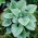 Siberische bugloss "Silver Wings" (Brunnera macrophylla) - 1 stuk; geweldig vergeet-mij-nietje, largeleaf brunnera, hartblad - 