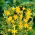 Crocosmia "Davidson" - vàng - 10 chiếc; montbretia - 