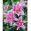 Lily "Sorbonne"