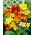 Daylily - variety mix