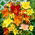 Daylily - variety mix