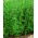 Alfalfa "Maga" - 1 kg; Lucerne - 