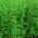 Alfalfa "Maga" - 1 kg; Lucerne - 