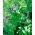 Erba medica "Europa" - 0,5 kg; erba medica - 