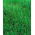 Iarba perenă 4N Solen C1 - 5 kg; Ryegrass engleză, iarbă de iarnă, iarbă de raze - 