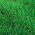 Iarba perenă 4N Solen C1 - 5 kg; Ryegrass engleză, iarbă de iarnă, iarbă de raze - 