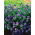 Lila vipera-bugloss - melliferous növény - 100 g; Paterson átka - 
