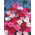 Œillet Mignardise - mélange de variétés - 140 graines - Dianthus plumarius
