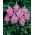 Astilbe "Amethist" - paars-roze; valse spirea - 