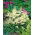 Astilbe "Brautschleier" - krémfehér; hamis spirea - 