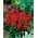 Astilbe "Burgundia punane" - karmiinpunane; vale spirea - 
