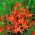 Crocosmia "Babylon" - oranje - 10 stuks; montbretia - 