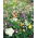 "Cracow square" niedrig wachsende Blumenauswahl