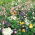 "Cracow square" niedrig wachsende Blumenauswahl