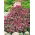 Biblomme - pink - 1750 frø - Lobularia maritima