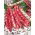 Speckled French bean "Flambo"
