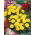 Fløjlsblomst - Opret - Cupido - gul - Tagetes erecta nana - frø