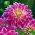 Dahlia "Ledakan Ungu" - 