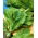 Rădăcină semințe de Cicoare - Cichorium intybus - 3600 de semințe