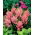 Astilbe "America" - rosa brillante, falsa spirea - 