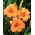 Daylily "Bertie Ferris"
