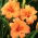 Daylily "Bertie Ferris"
