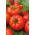 Pomodoro - Octawian F1 - serra - Lycopersicon esculentum Mill  - semi
