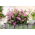Ivy-leaved pelargonium "Fuchsia F1" - lila; kaskaderande pelargon - 