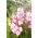 Gladiolus "My Love" - 5 stk.