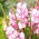 Gladiolus "My Love" - 5 stk.