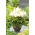 Astilbe "Weisse Gloria" - hvit; falsk spirea - 