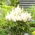Astilbe "Weisse Gloria" - hvit; falsk spirea - 