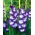 Gladiolus "Nori" - 5 st - 